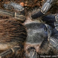 0.1 Aphonopelma Seemanni "Nicaragua"