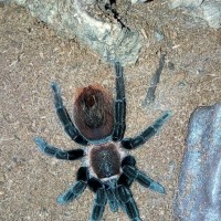 Brachypelma vagans