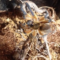 Pulchripes