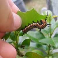 Danaus plexippus caterpillar