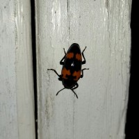 Pleasing Fungus Beetle