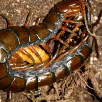 Scolopendra subspinipes 'Hawaii'