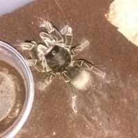 Theraphosa?