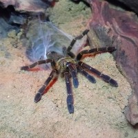 P.Murinus BCF/Tete 3 Inch DLS