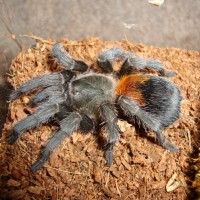 Peach Freshly Molted