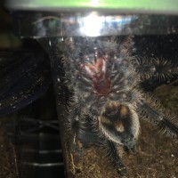 B. albopilosum, 2.75”