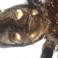 3.5" B Hamorri Molt Sexing Help