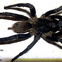 Acanthoscurria_theraphosoides(MM)1