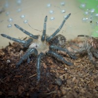 Thrixopelma lagunas - 1"