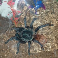 Chromatopelma cyaneopobescens