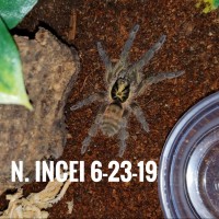 N. Incei