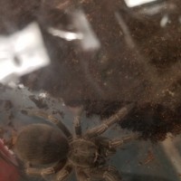 G. pulchripes or A. seemanni?