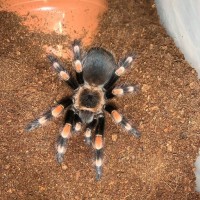 Brachypelma smithi