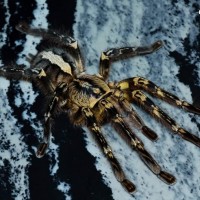 Poecilotheria ornata