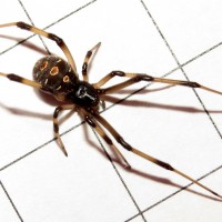 Latrodectus geometricus [1/2]