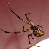 Latrodectus geometricus [2/2]