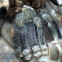 Euathlus pulcherrimaklaasi/truculentus Female