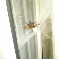 Can anyone tell me what spider this is found in uk and looks like she has an egg sac