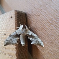 Moth