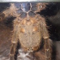 0.1 P. murinus