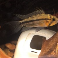 Apistogramma cf. cacatuoides