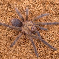 P. auratus male (Achilles)