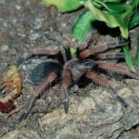 B. boehmei sling