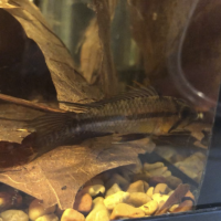 Apistogramma cacatuoides flaring black fins