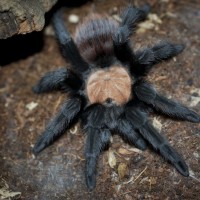 Brachypelma albiceps Sub-Adult Female - 4.5"