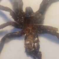H. maculata 1.2in M or F?