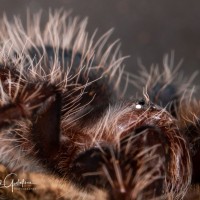 Brachypelma albopilosum