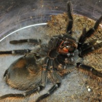 Curly Hair lying on a bed of webs for molting