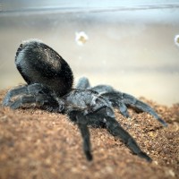 Grammostola pulchra Juvenile Female - ~3"