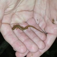 Salamander