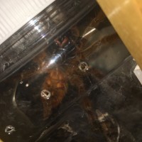 P. Murinus 3.5”