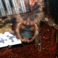 Determining the sex of my Grammostola pulchripes [1/2]