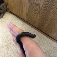 American giant millipede