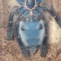 C. Versicolor around 2''