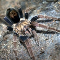 Cyriocosmus giganteus Sub-Adult Female - ~3"