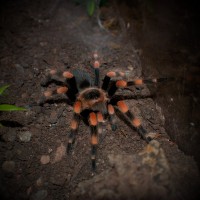 1.0 Brachypelma smithi