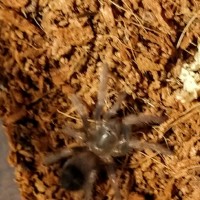 Brachypelma hamorii