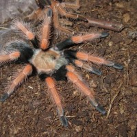 Brachypelma boehmei Schmidt & Klaas, 1993