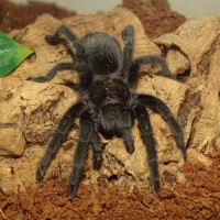 Grammostola pulchra