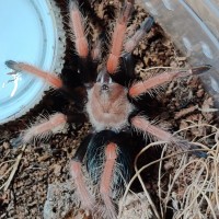 Aphonopelma bicoloratum? [2/2]