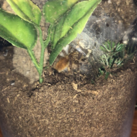 OBT sling rehoming.