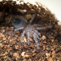 Tiny Eupalaestrus weijenberghi Spiderling
