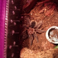 brachypelma albopilosum sling...right?