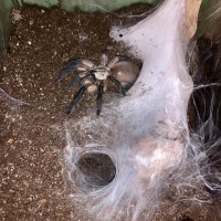 M. Balfouri suspect female