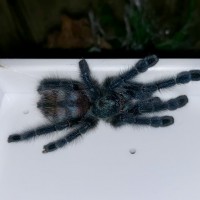 C. Versicolor