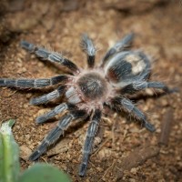 Euathlus condorito Juvenile Female - ~1.5"